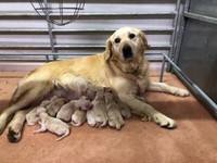 ebay golden retriever puppies for sale